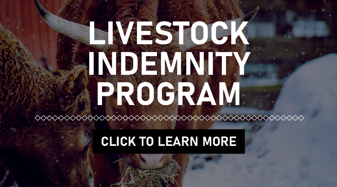 Disaster Assistance Live Stock Indemnity Program